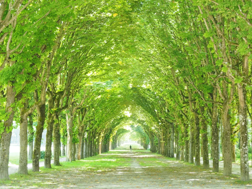 Tree-lined path through Fontainebleau Forest