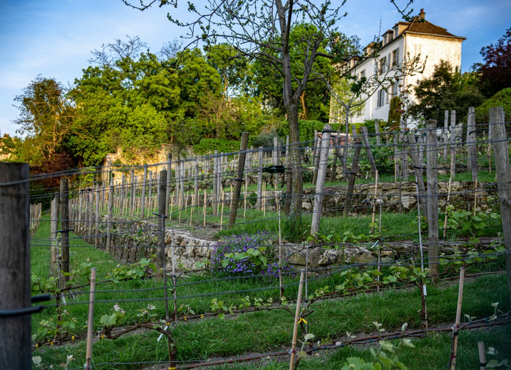 Montmartre Wine Harvest Festival 